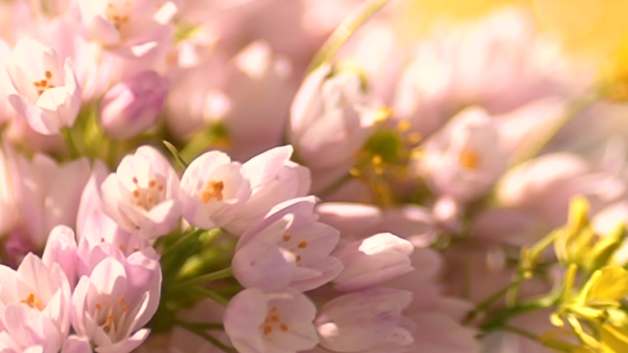 Tenuta i Mandorli — progetto Sidebloom