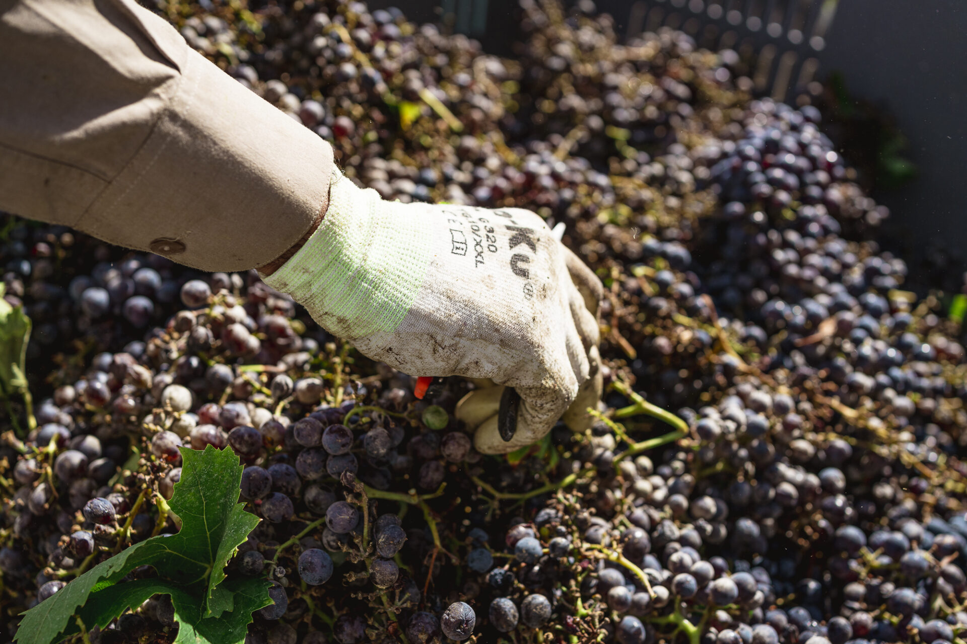 Usiglian del Vescovo Vendemmia gesto