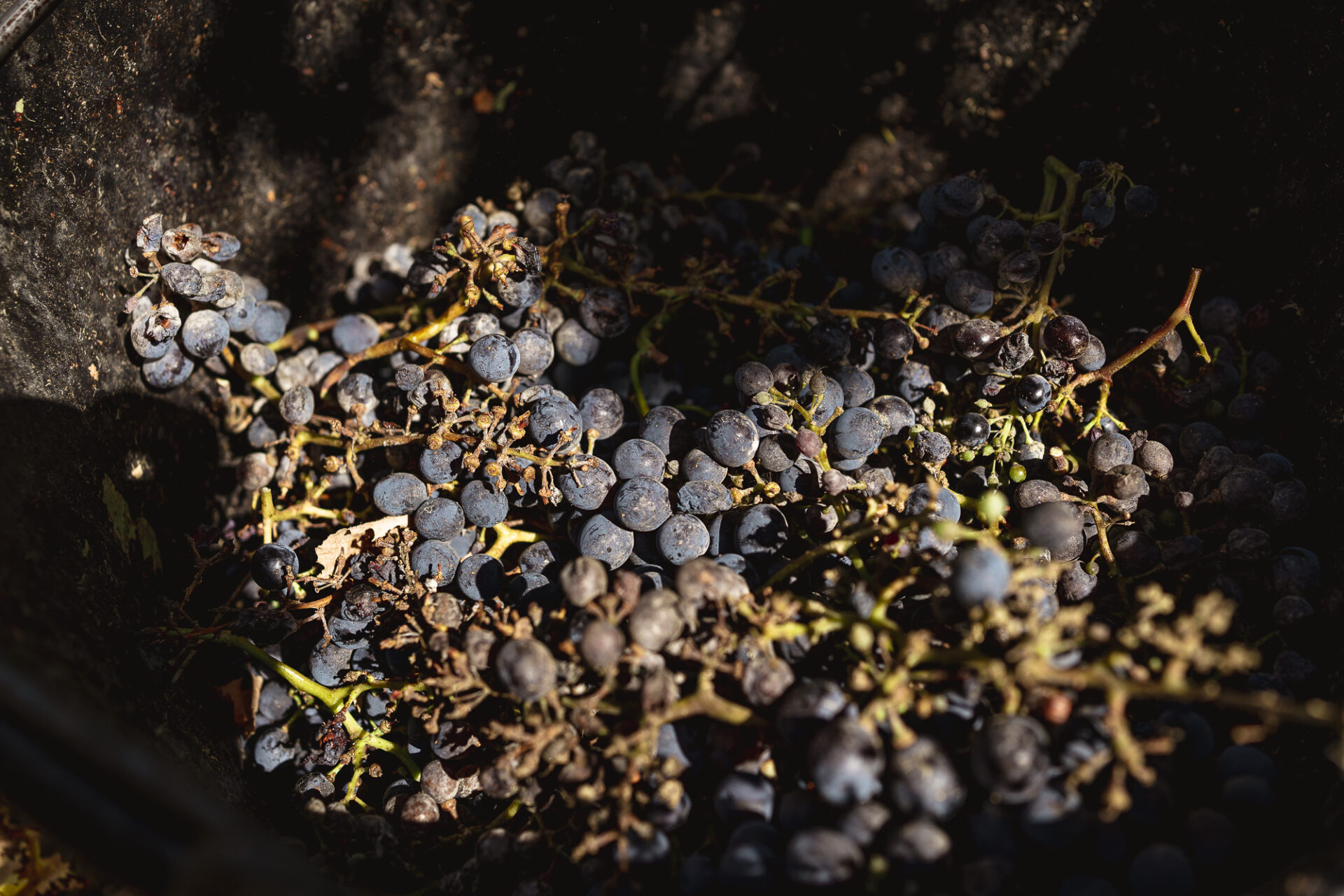 Usiglian del Vescovo Vendemmia persone