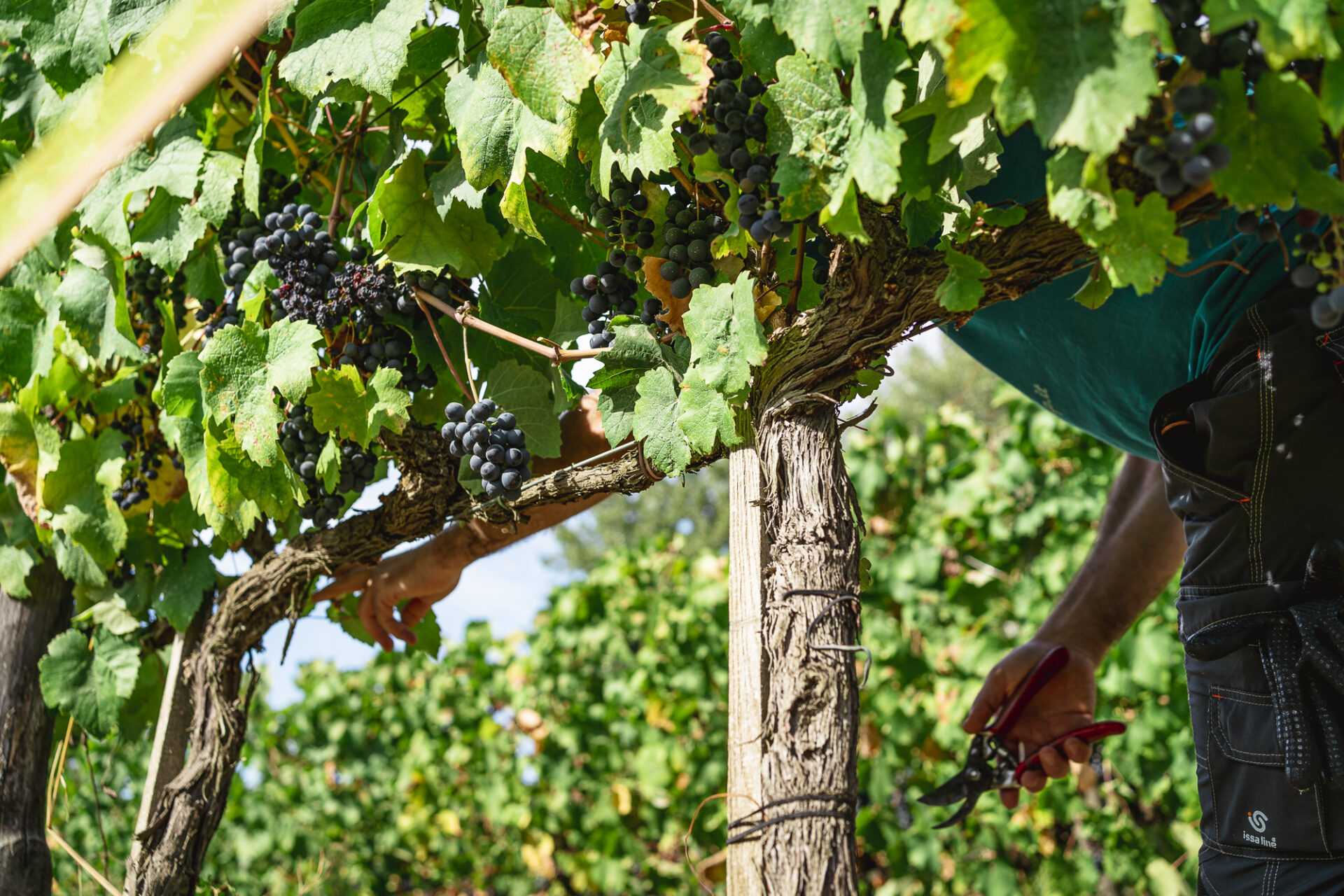 Usiglian del Vescovo Vendemmia territorio